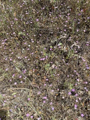 Leptosiphon ambiguus