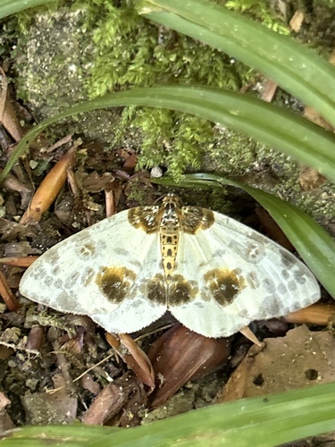 Clouded Magpie