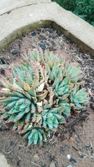 Aloe brevifolia