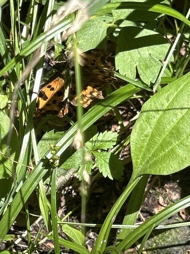 European Comma
