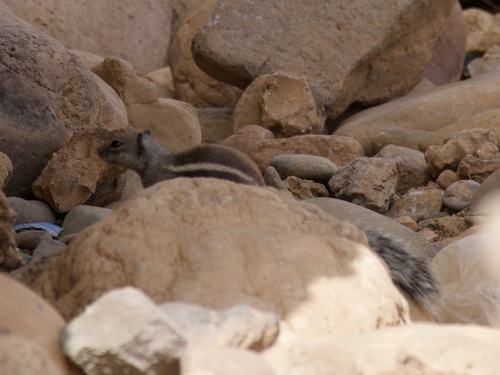 Barbary Ground Squirrel