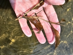 Potamogeton illinoensis, photograph (c) Norma Malinowski, some rights reserved (CC BY)