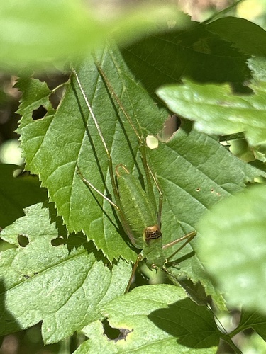 Schmidt's Bright Bush-cricket