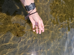 Potamogeton illinoensis, photograph (c) Norma Malinowski, some rights reserved (CC BY)