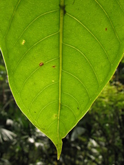 Syzygium malaccense