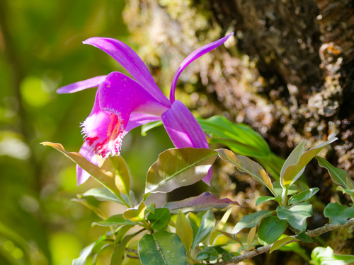 Pleione bulbocodioides, 2026-05-05