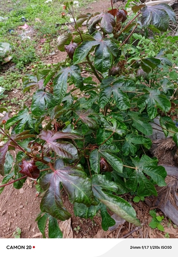 Bellyache Bush