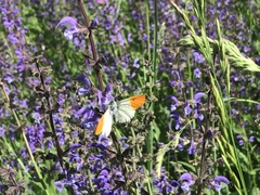 Anthocharis cardamines