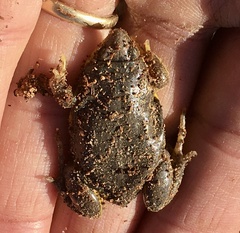 Elachistocleis bicolor