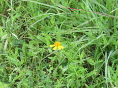 Amblyolepis setigera