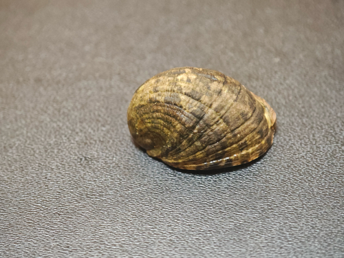 blotched nerite
