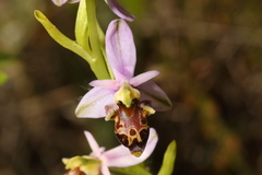 Ophrys scolopax