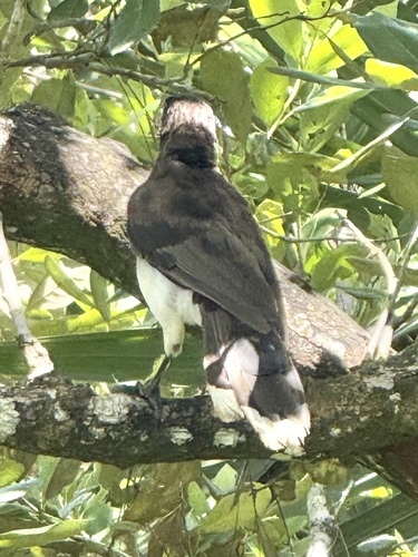 Brown Jay