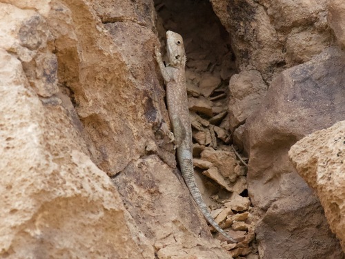 Bibron's Agama