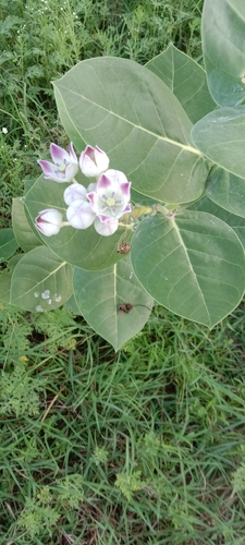 giant milkweed