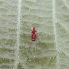 Nigma puella
