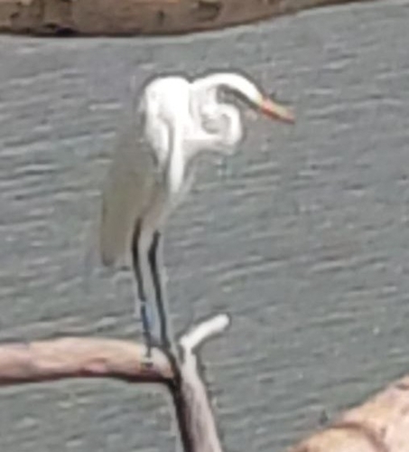 Yellow-billed Egret
