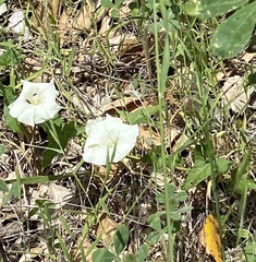 Calystegia subacaulis