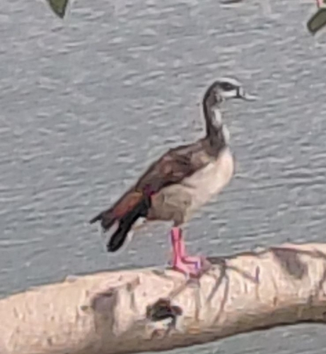 Egyptian Goose