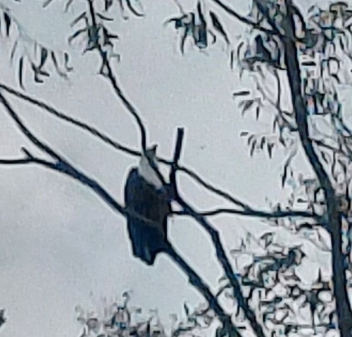 African Fish-Eagle