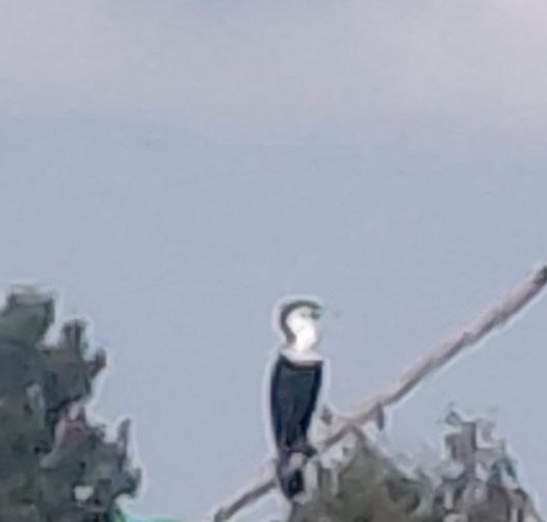 Great Cormorant