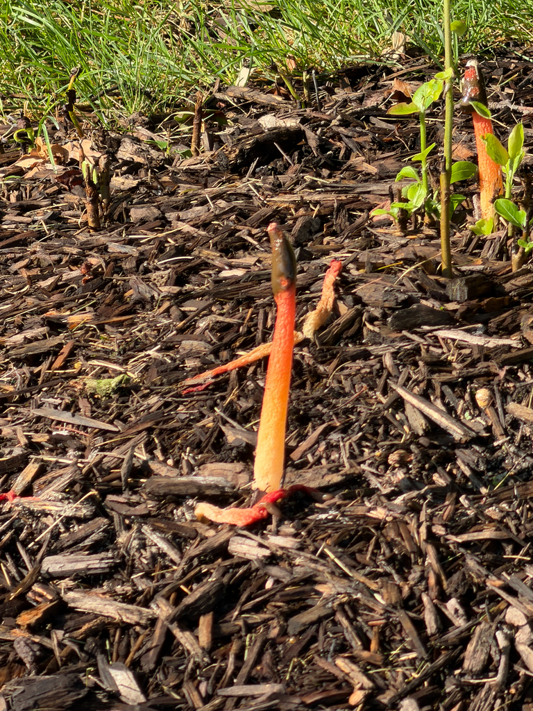 Wrinkly Stinkhorn · July 2026 · photo: Photo: (c) Steve VanderLeest, some rights reserved (CC BY) · iNaturalist