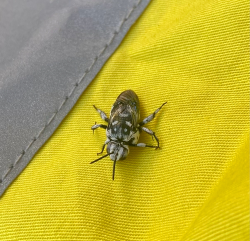 Waroona Cuckoo Bee