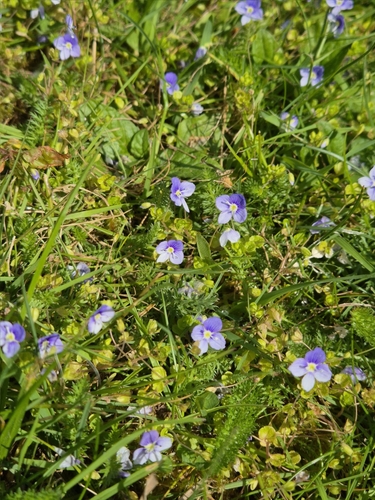 Veronica filiformis, photograph 3