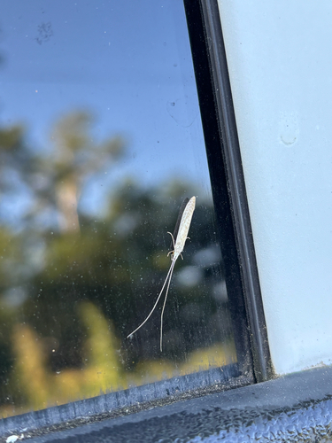 iNaturalist observation photo of Long-horned Caddisflies