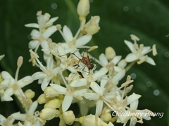 Phaneroptera nigroantennata