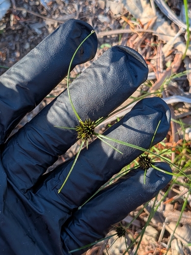 Schoenus curvifolius, 2026-07-30