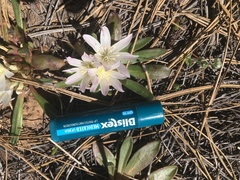 Lewisia brachycalyx