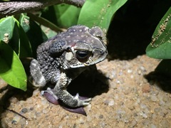 Duttaphrynus melanostictus