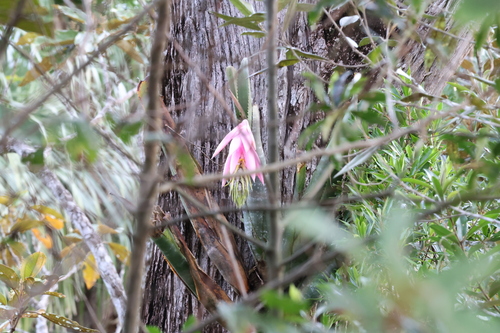 Billbergia zebrina, photograph 5