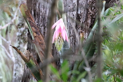 Billbergia zebrina, photograph (c) Jessica Souza, some rights reserved (CC BY)