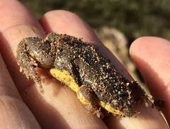 Elachistocleis bicolor