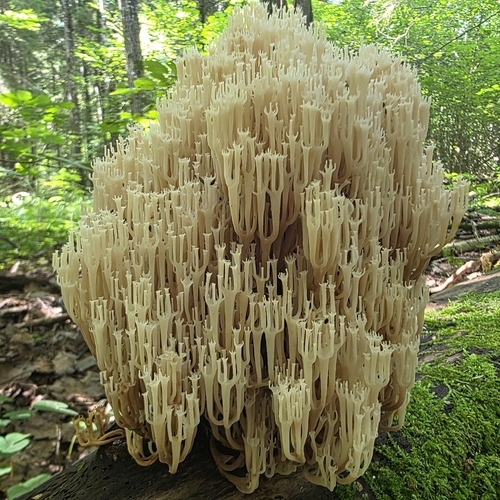 crown-tipped coral fungus