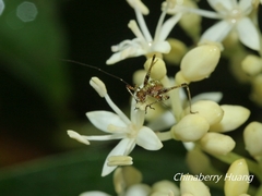 Phaneroptera nigroantennata