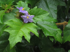 Solanum crinitum