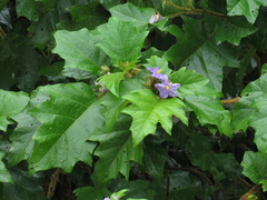 Solanum crinitum