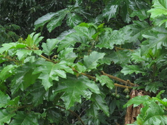 Solanum crinitum