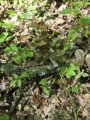 Desmodium rotundifolium