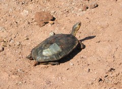 Rhinoclemmys pulcherrima rogerbarbouri