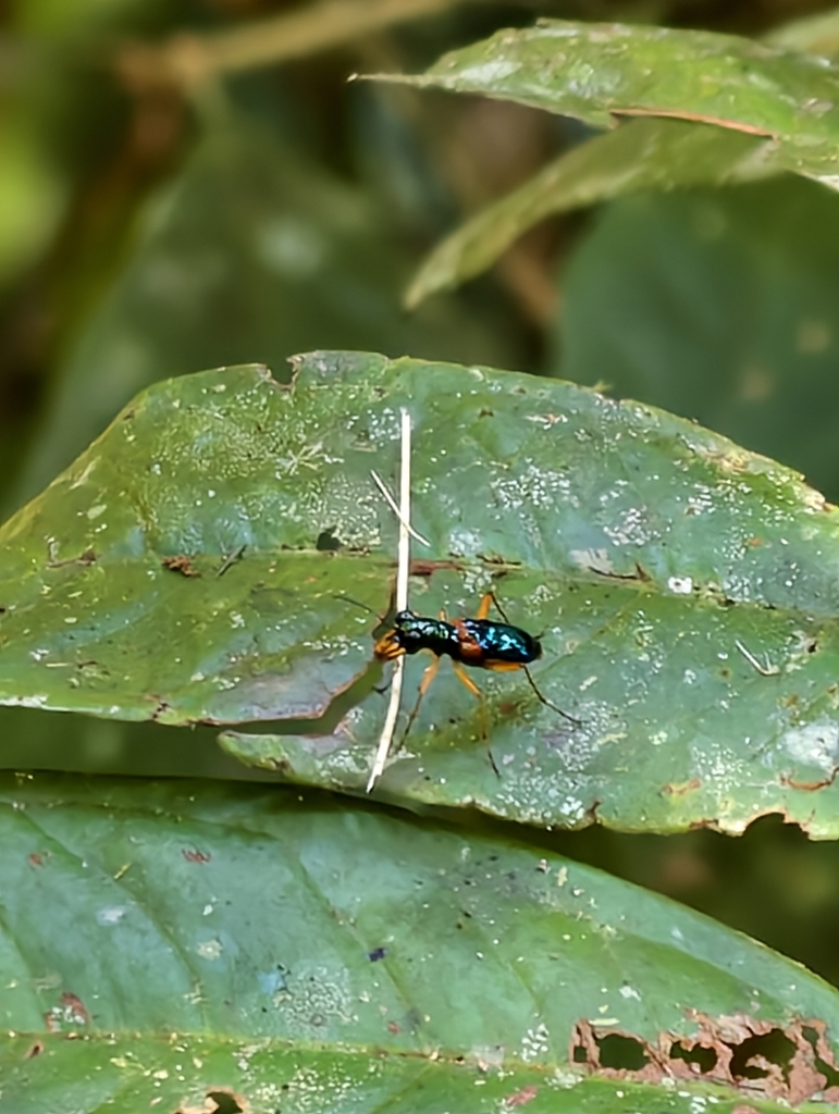 Therates basalis (Therates basalis)