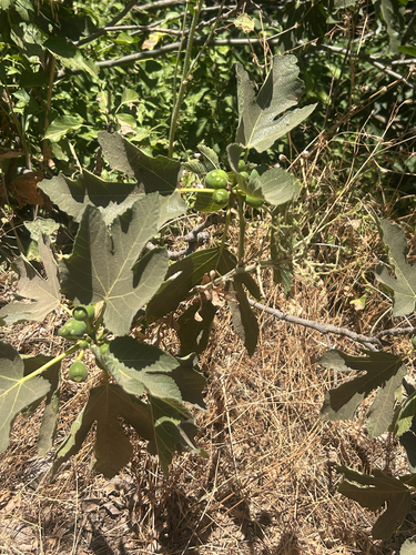 common fig