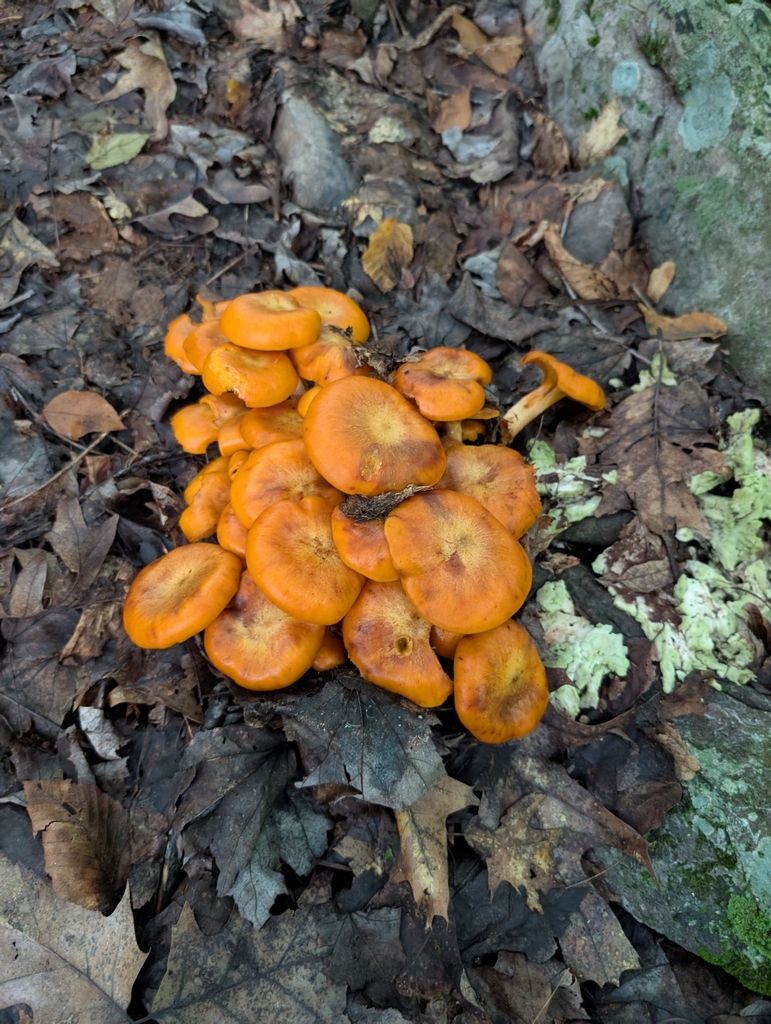 Eastern American jack-o'-lantern · July 2026 · photo: Photo: (c) Nick Kacala, some rights reserved (CC BY) · iNaturalist