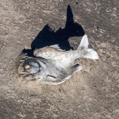 Pygocentrus nattereri