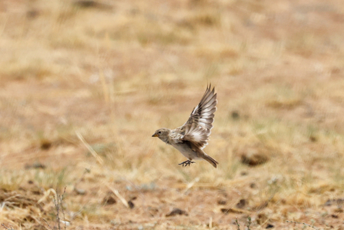 Pere David's Snowfinch (Pyrgilauda davidiana), photo 10