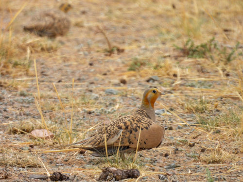 Ganga de Pallas (Syrrhaptes paradoxus)