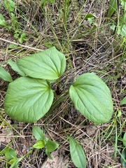 Trillium petiolatum